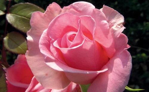 ���� � �������� ����