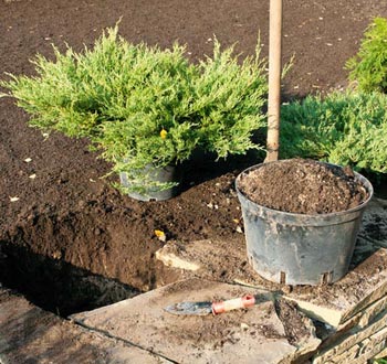 Посадка деревьев и кустарников