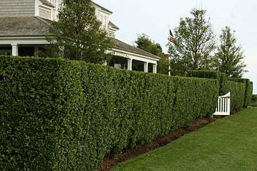 ��� ������� ����� �������� �� �������