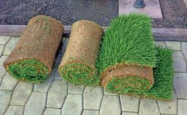 Газоны в рулонах - облагораживаем участок