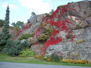 Размножаем девичий виноград
