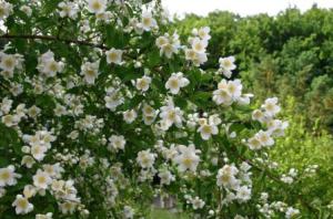 ������� ����������� ���������