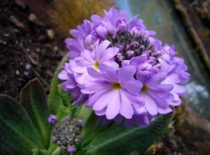 ������� ����������� �������