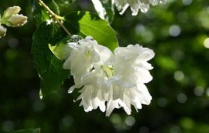 ��������: ������� ������� � ����������� �����