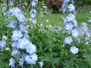 ������� ����������� �����������