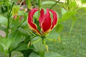 Лианы для вертикального озеленения: глориоза роскошная