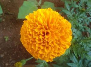 Бархатцы: выращивание из семян