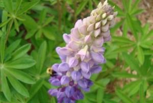 Люпин: выращивание из семян