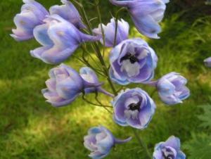 Красавец дельфиниум — выращиваем в саду