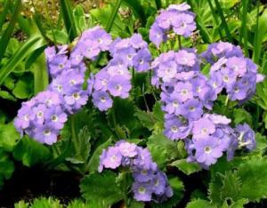 Примула: посадка и уход за растением