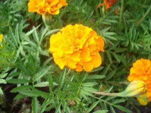 Бархатцы: посадка и уход