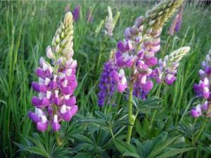 ������: ������� � ����