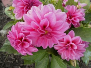 ������� ����������� �������