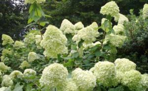 ��� ���������� ��������� ���������