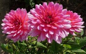 ��������: ������� � ����