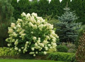 ���������: ���� � �����������