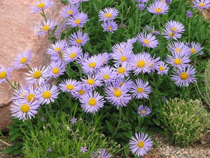 ��������� ����� ������ � ������ � �������������� ��������