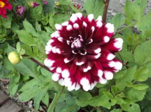 ��� ������� �������� �����