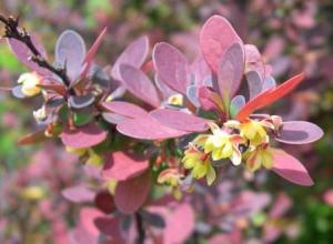 ����������� ��������� � ����� ����